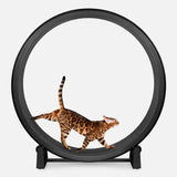 Ruota per gatti